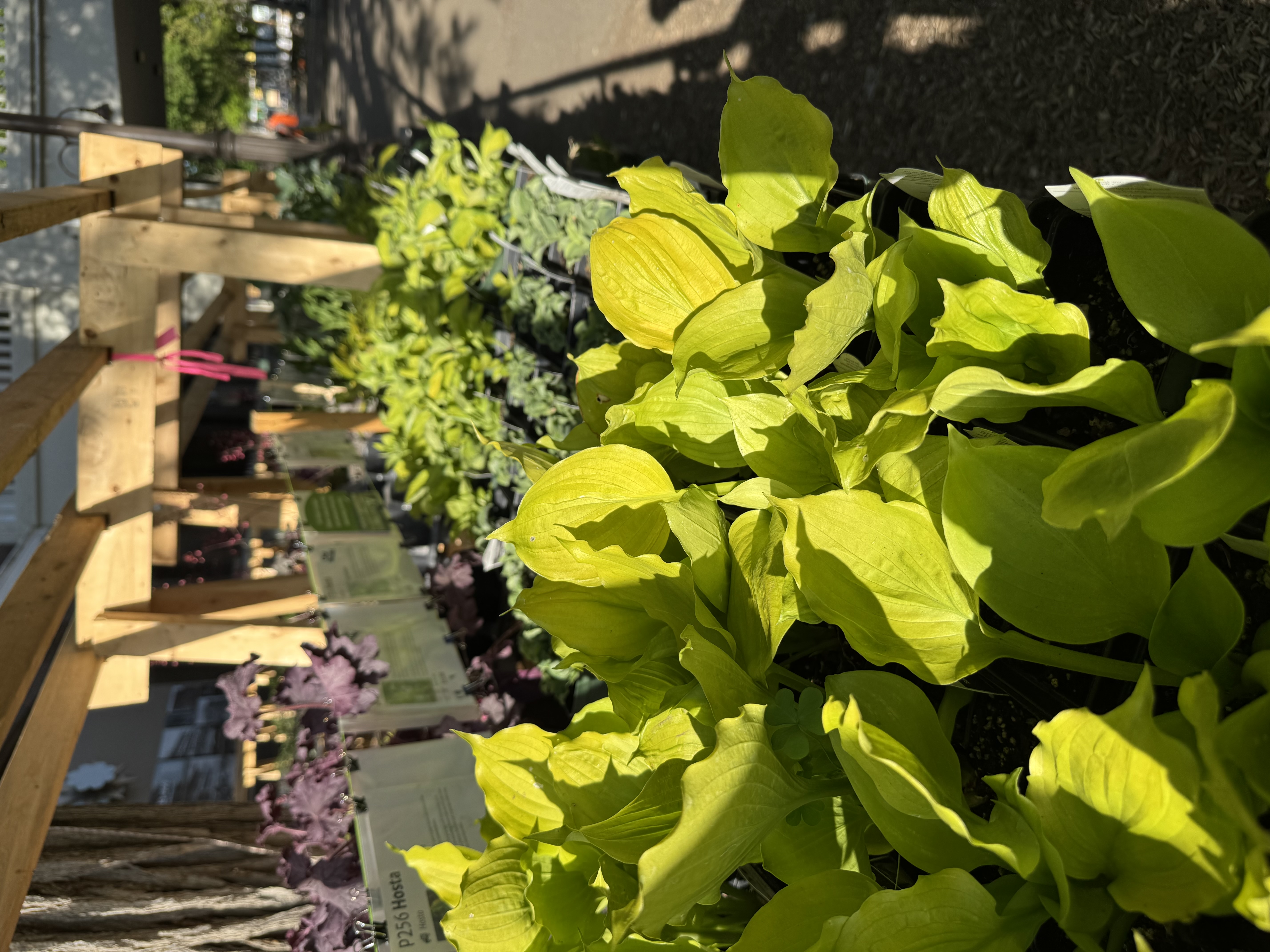 A row of hostas for sale