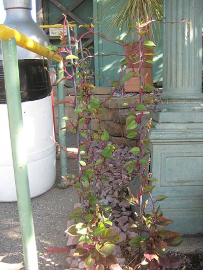 Red malabar spinach on a trellis