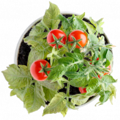 Red cherry tomato in a round pot, green leaves