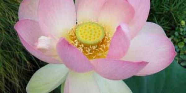 Pink water lotus with glowing yellow center